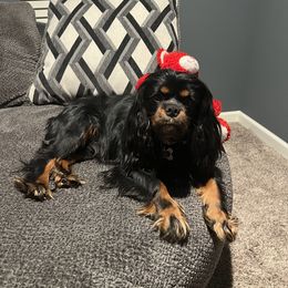 Elvis - Cavalier King Charles Spaniel