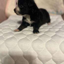Girl 1 - Black tri female Miniature Australian Shepherd puppy in Doddridge, Arkansas from Huddleston Farm