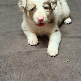 Ember - Red merle female Border Collie puppy in Dunnellon, Florida from A&S Border Collies