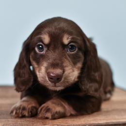Choc and Cream boy - Chocolate and cream male Dachshund puppy in Empire, Alabama from Heart of Dixie Kennel