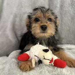 Maggie - Black and tan female Morkie puppy in Romulus, Michigan from Lady Watkins Kennels