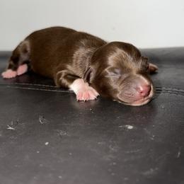 Hopper - Red & white male Australian Shepherd puppy in Windsor, New York from Double B Aussies