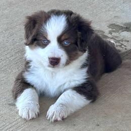 Jubilee - Red tri female Miniature Australian Shepherd puppy in Canton, Texas from Knockout Aussies & MAS
