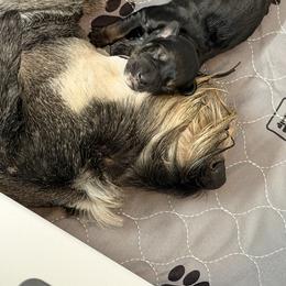 Giant Schnauzer Puppies from Bourbon Country Schnauzers