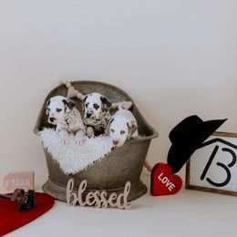 Basset Hound and Dalmatian Puppies from Lazy B Bassets and Dalmatians