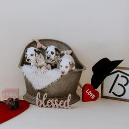 Basset Hound and Dalmatian Puppies from Lazy B Bassets and Dalmatians