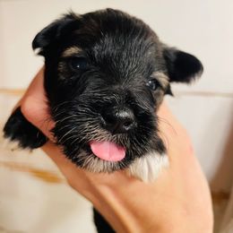 Salt and Pepper - Salt and pepper male Miniature Schnauzer puppy in Malvern, Arkansas from Deep South Miniature Schnauzers