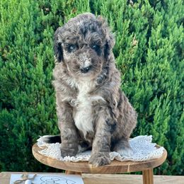 Cash - Blue merle male Bernedoodle puppy in Bells, North Carolina from Neighborhood Poodles & Doodles