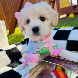 Suki - Cream female Maltipoo puppy in Sugar Land, Texas from Celebrity Maltipoos