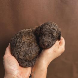 Clover - Brown male Poodle puppy in Midwest City, Oklahoma from Strawberry Hill Puppy Patch