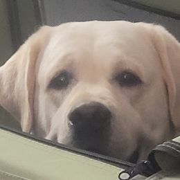 Labrador Retrievers from Wintercamp Labradors