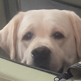 Labrador Retrievers from Wintercamp Labradors