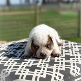 Yellow collar - Red speckled male Australian Cattle Dog puppy in Spokane, Washington from 4D Cattle Dogs