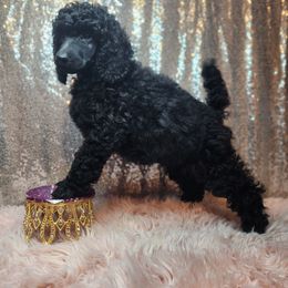 Amari - Black female Poodle puppy in Harrisonville, Missouri from Kurly Q Poodles