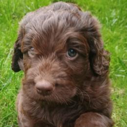 Stanley - Chocolate male Goldendoodle puppy in Lakewood, Washington from Grit City Goldendoodles