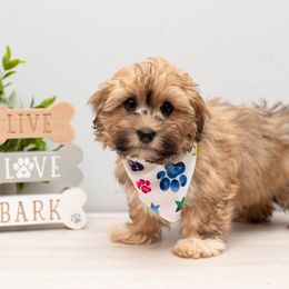 Havanese Puppies from Tiffany's Havanese