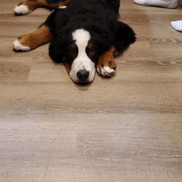 Bernese Mountain Dog Puppies from Lonesome Pine Farm
