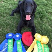 Flat-Coated Retrievers from Indulgent Flat-Coated Retrievers