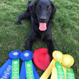 Flat-Coated Retrievers from Indulgent Flat-Coated Retrievers