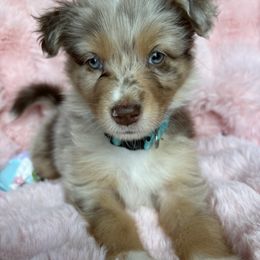 Caleb (Dark Blue) - Red merle Australian Shepherd puppy in Sun City Center, Florida from Loyal Liberty Aussies