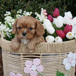 Gatlin - Ruby male Cavalier King Charles Spaniel puppy in Lula, Georgia from Cavaliers by Crumley