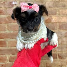 Cherry - Parti female Yorkipoo puppy in Pennsauken, New Jersey from Noir Luxe Litters of NJ