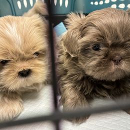 Shih Tzu puppies from Annie’s Little Rascals