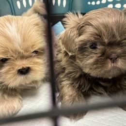 Shih Tzu puppies from Annie’s Little Rascals