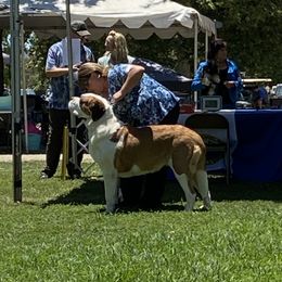 Penny - Saint Bernard