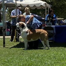 Penny - Saint Bernard