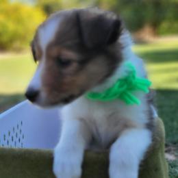 Shetland Sheepdog Puppies from Keri Koch