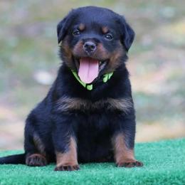 Girl 3 - female Rottweiler puppy in Tallahassee, Florida from Von Der Quinn Rottweilers