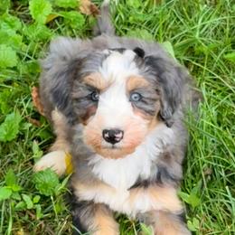Dodger - Merle male Bernedoodle puppy in Sherman, Illinois from Shirl Doodle Life