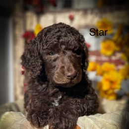 Star - Brown male Poodle puppy in Greenville, North Carolina from Grace Poodles