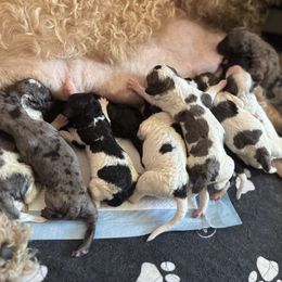 Boy 7 - Parti male Goldendoodle puppy in Toledo, Ohio from Avery Doodle Day LLC