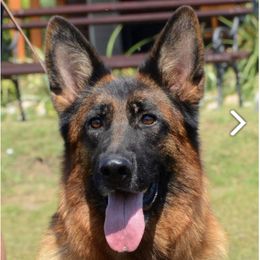 Ruffy - German Shepherd