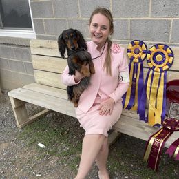 Dachshund All Grown Up from PriMar Miniature Longhaired Dachshunds