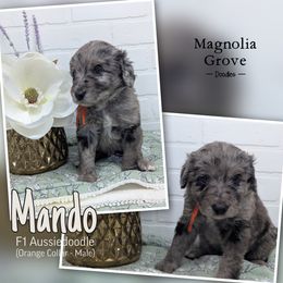 Aussiedoodle, Australian Mountain Doodle, Bernedoodle, and Poodle Puppies from Magnolia Grove Doodles