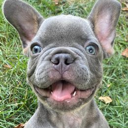 French Bulldogs from House of Frenchies