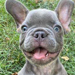 French Bulldogs from House of Frenchies