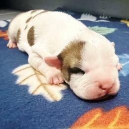 Sue - Red female American Staffordshire Terrier puppy in Clintwood, Virginia from SkyBlue Kennel
