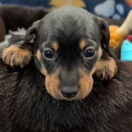 Boy born 3rd - Black and tan male Dachshund puppy in Palm Coast, Florida from The McWhirt Dachshunds
