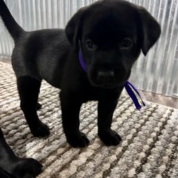 Girl Purple Collar - Black female Labrador Retriever puppy in Decatur, Indiana from Golden Bundles