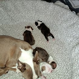 Boston Terrier Puppies from M&Bs Boston Terriers