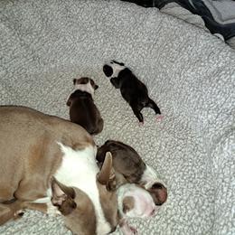 Boston Terrier Puppies from M&Bs Boston Terriers