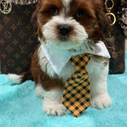 Lucas - Gold and white male Shihpoo puppy in Cooper City, Florida from Jenny La Bone