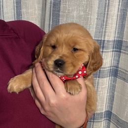 Zinaida - Golden female Golden Retriever puppy in Payette, Idaho from Stonewick Retrievers