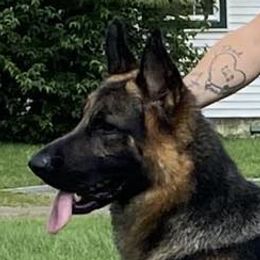 Danny - German Shepherd