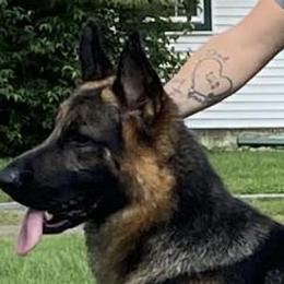 Danny - German Shepherd