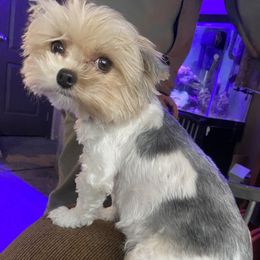 Aria - Yorkshire Terrier